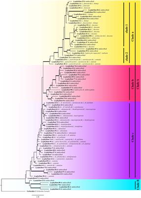 Global diversity and biogeography of Lyophyllum inferred from amplicon datasets